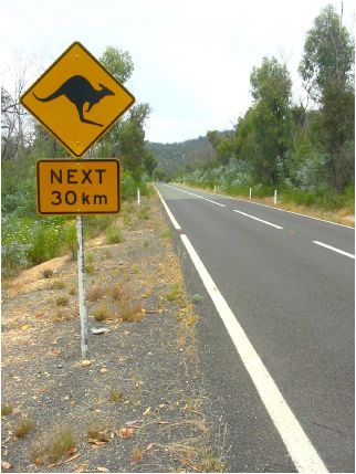 Il suffit de rouler  peine 10km depuis le centre-ville de Canberra pour se retrouver en pleine campagne et se voir confronter au risque d'un kangourou dans le pare-brise