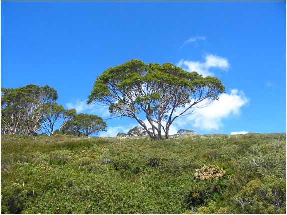 Le gumtree, l'arbre le plus rpandu en Australie