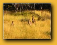 ...et les wallabies que nous drangeons un peu en s'installant